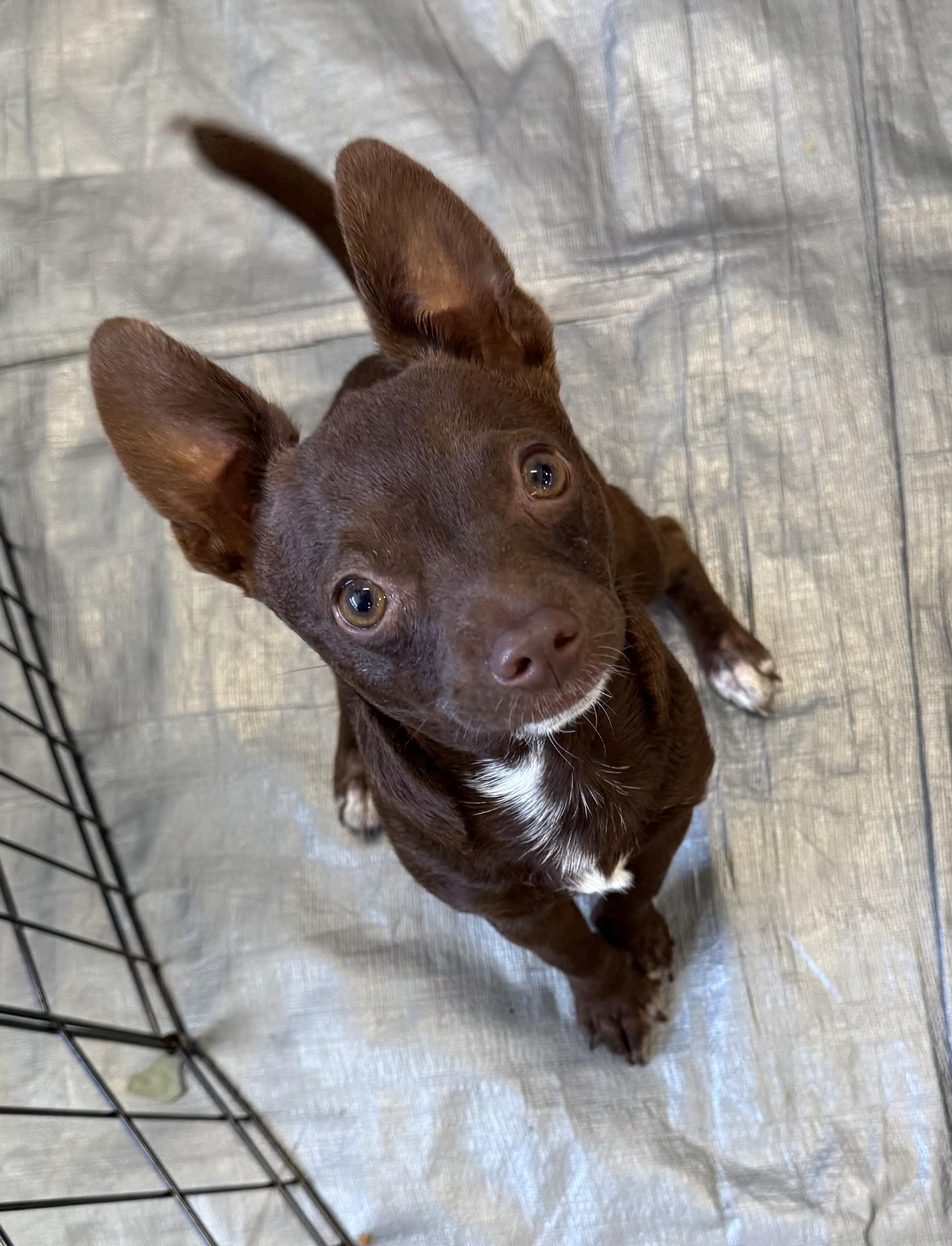 Rome AKA Chip