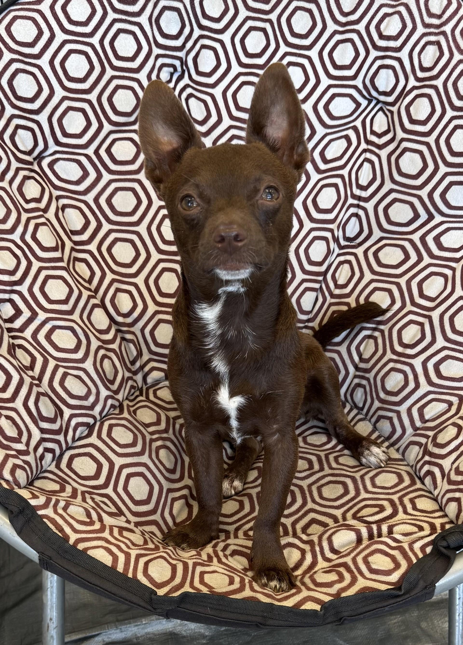 Rome AKA Chip