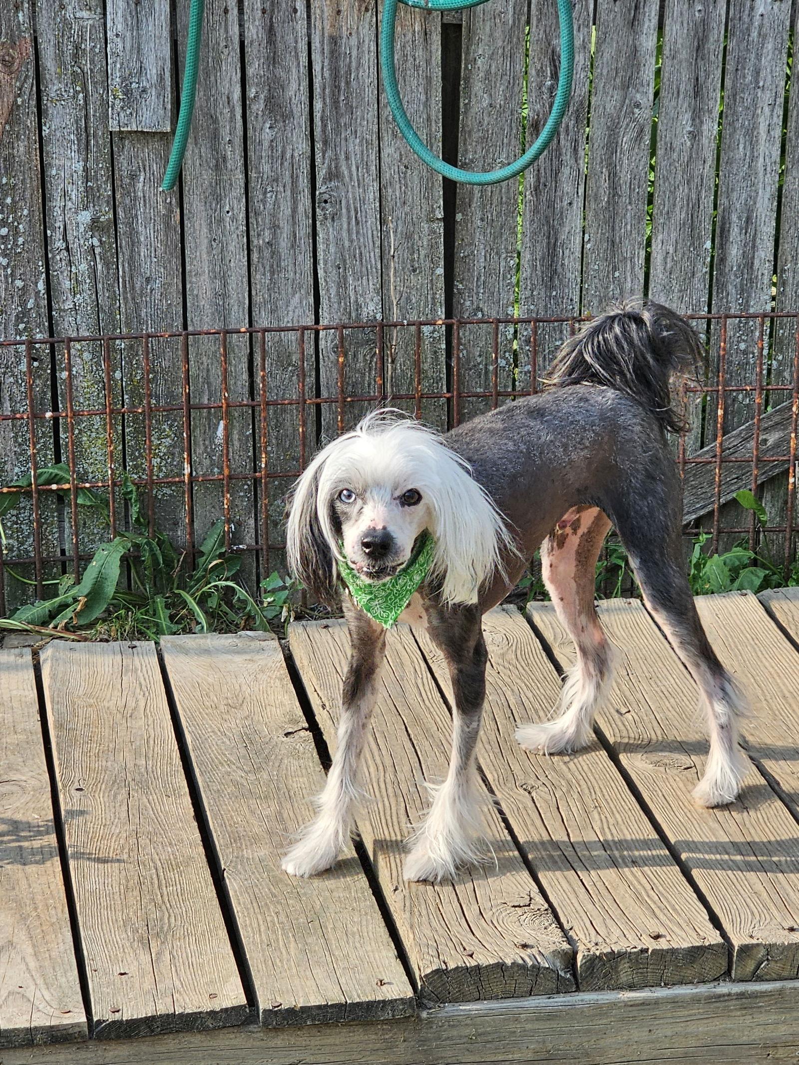 Cheyenne, Adoptable, Adult Male Chinese Crested Dog.