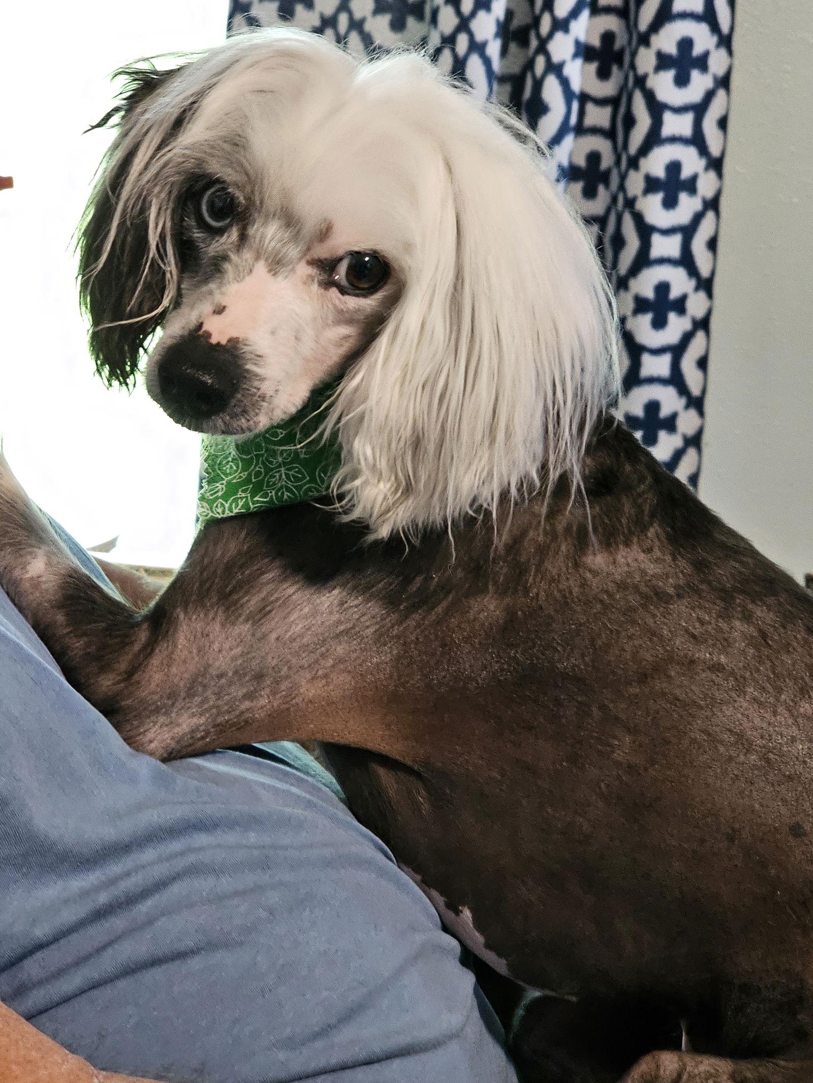 Enlarge Cheyenne, a Adoptable Chinese Crested Dog in Lansing, MI image 2/3