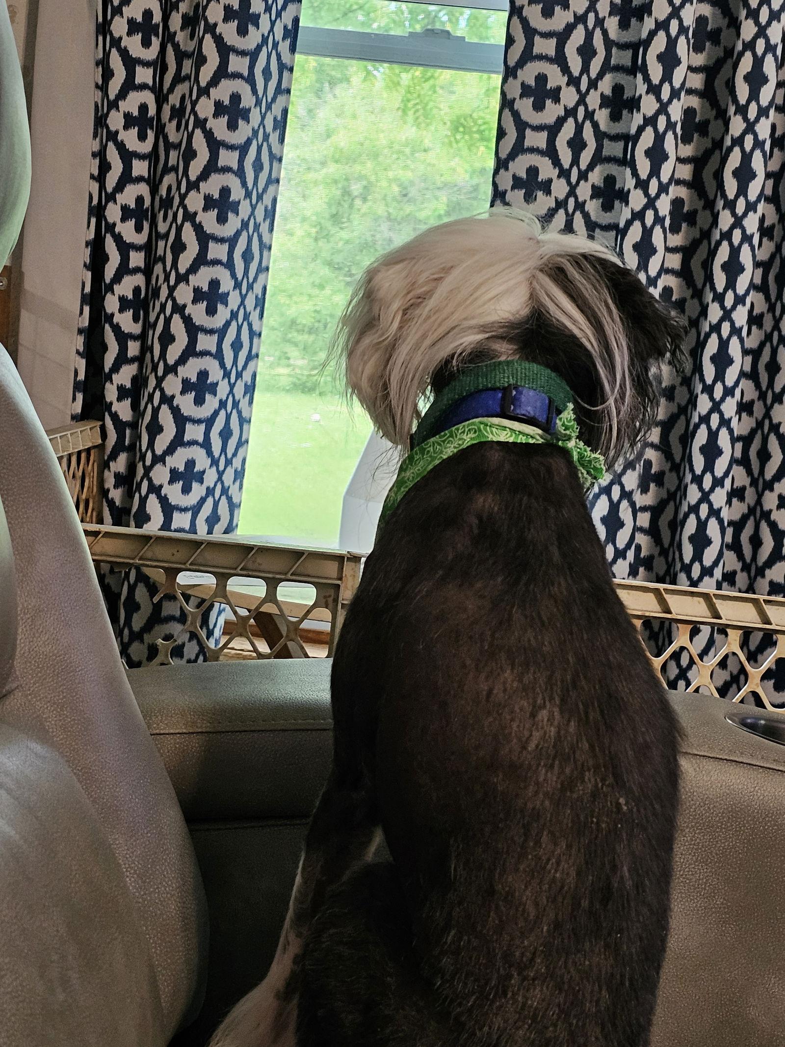 Enlarge Cheyenne, a Adoptable Chinese Crested Dog in Lansing, MI image 3/3