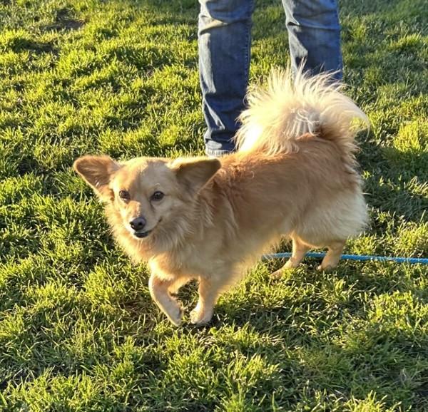 Enlarge Bruski, a Adoptable mixed breed in Dublin, CA image 1/1