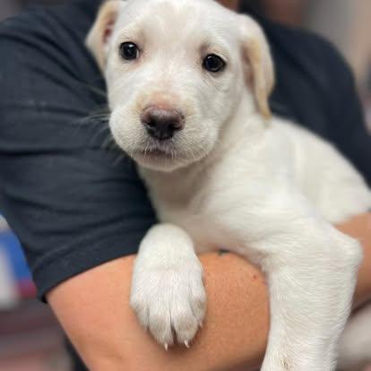 Enlarge North, an adopted Mixed Breed in St. Albans, VT image 3/4