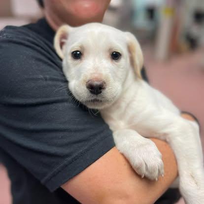 Enlarge North, an adopted Mixed Breed in St. Albans, VT image 1/4