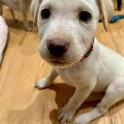 Enlarge North, an adopted Mixed Breed in St. Albans, VT image 2/4