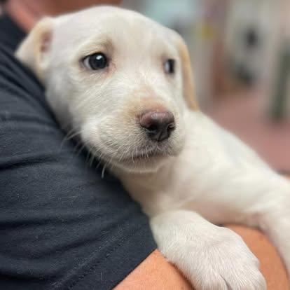 Enlarge North, an adopted Mixed Breed in St. Albans, VT image 4/4