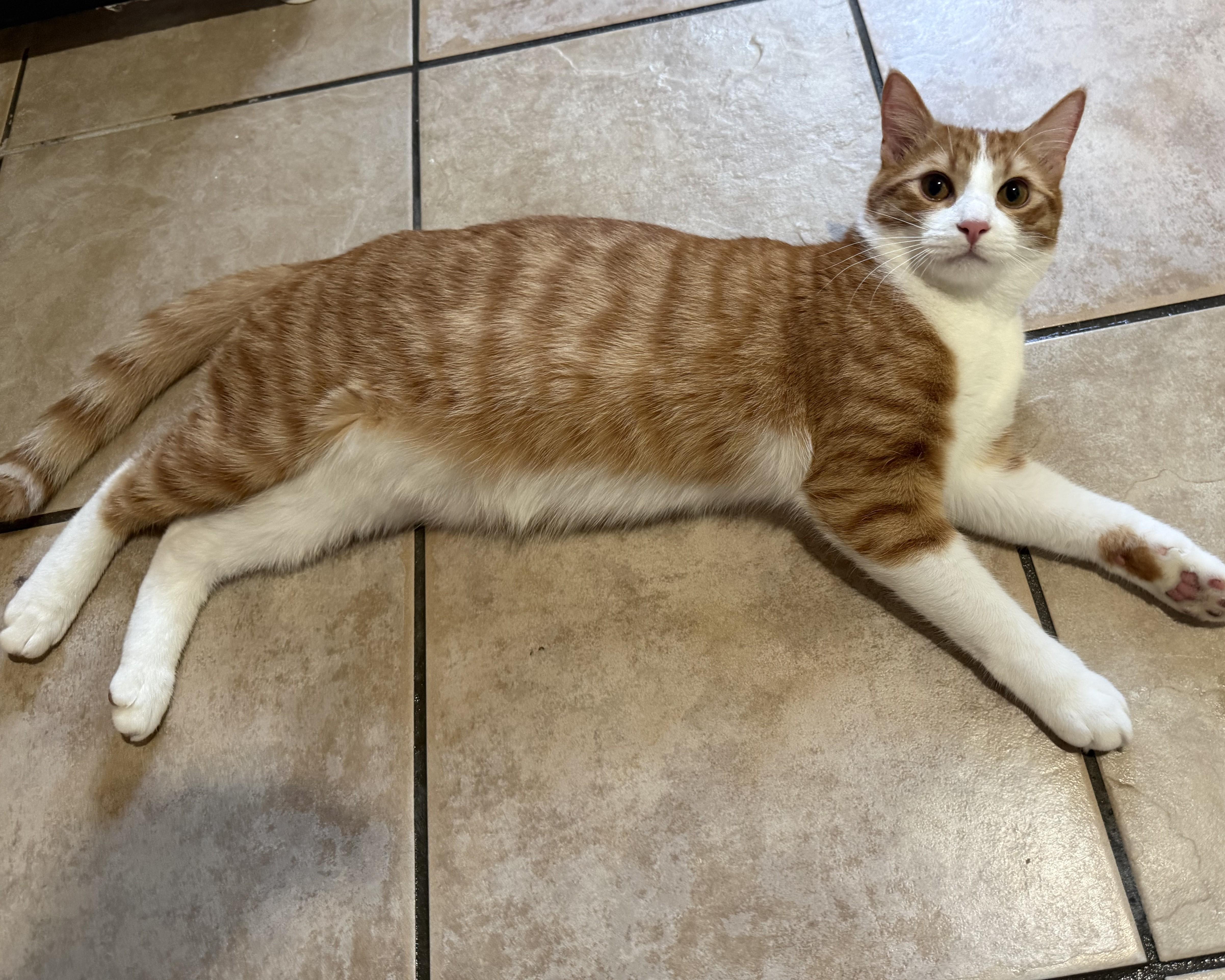 Enlarge Goldie, an adopted Domestic Short Hair in Allen, TX image 4/6