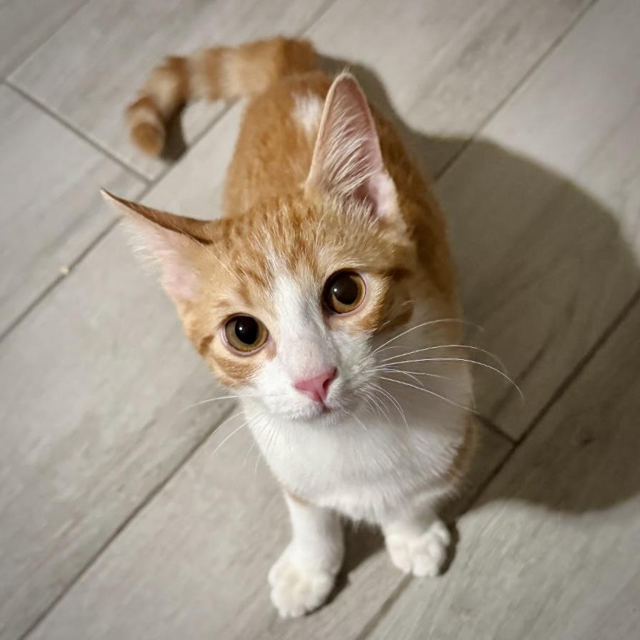 Enlarge Goldie, an adopted Domestic Short Hair in Allen, TX image 2/6