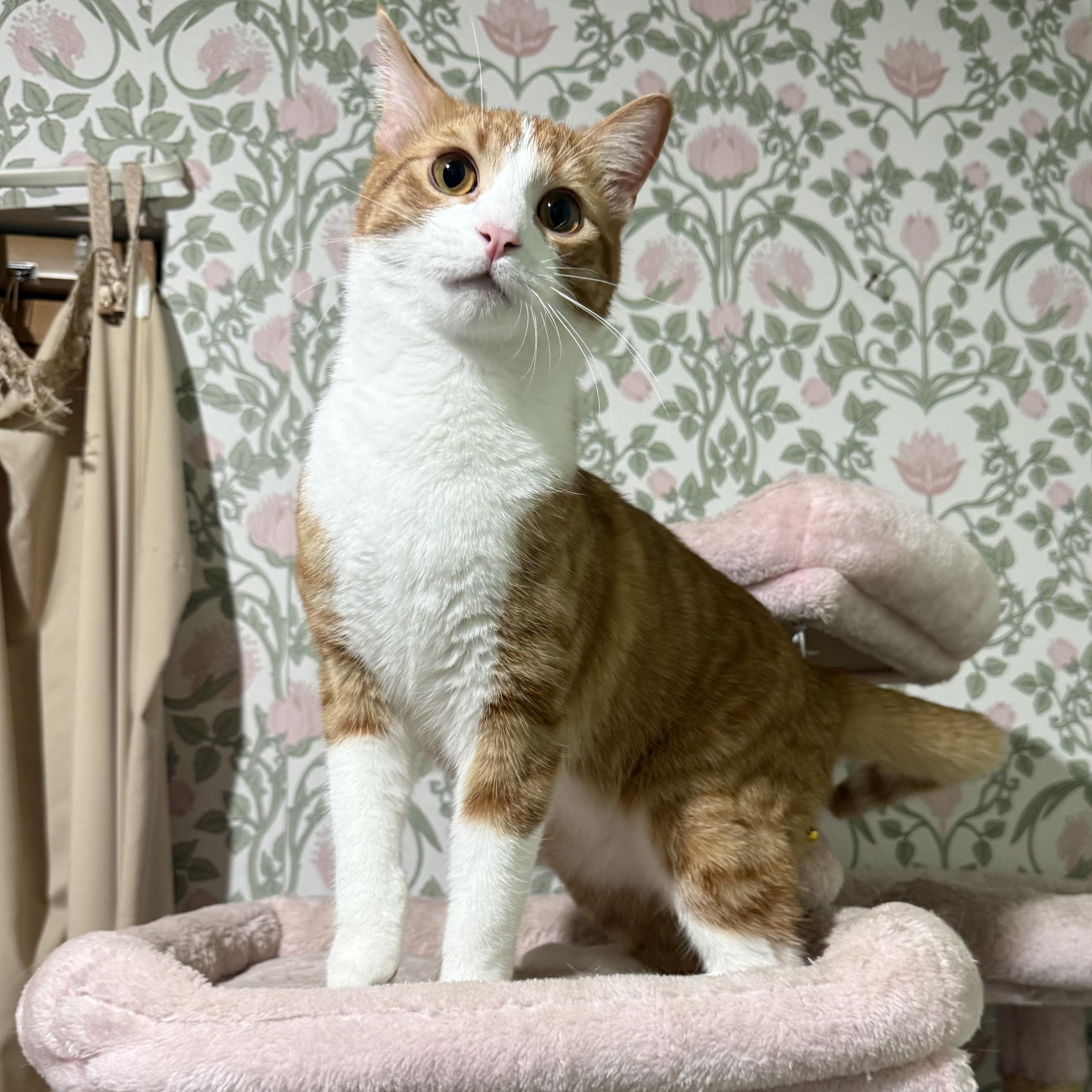 Enlarge Goldie, an adopted Domestic Short Hair in Allen, TX image 6/6