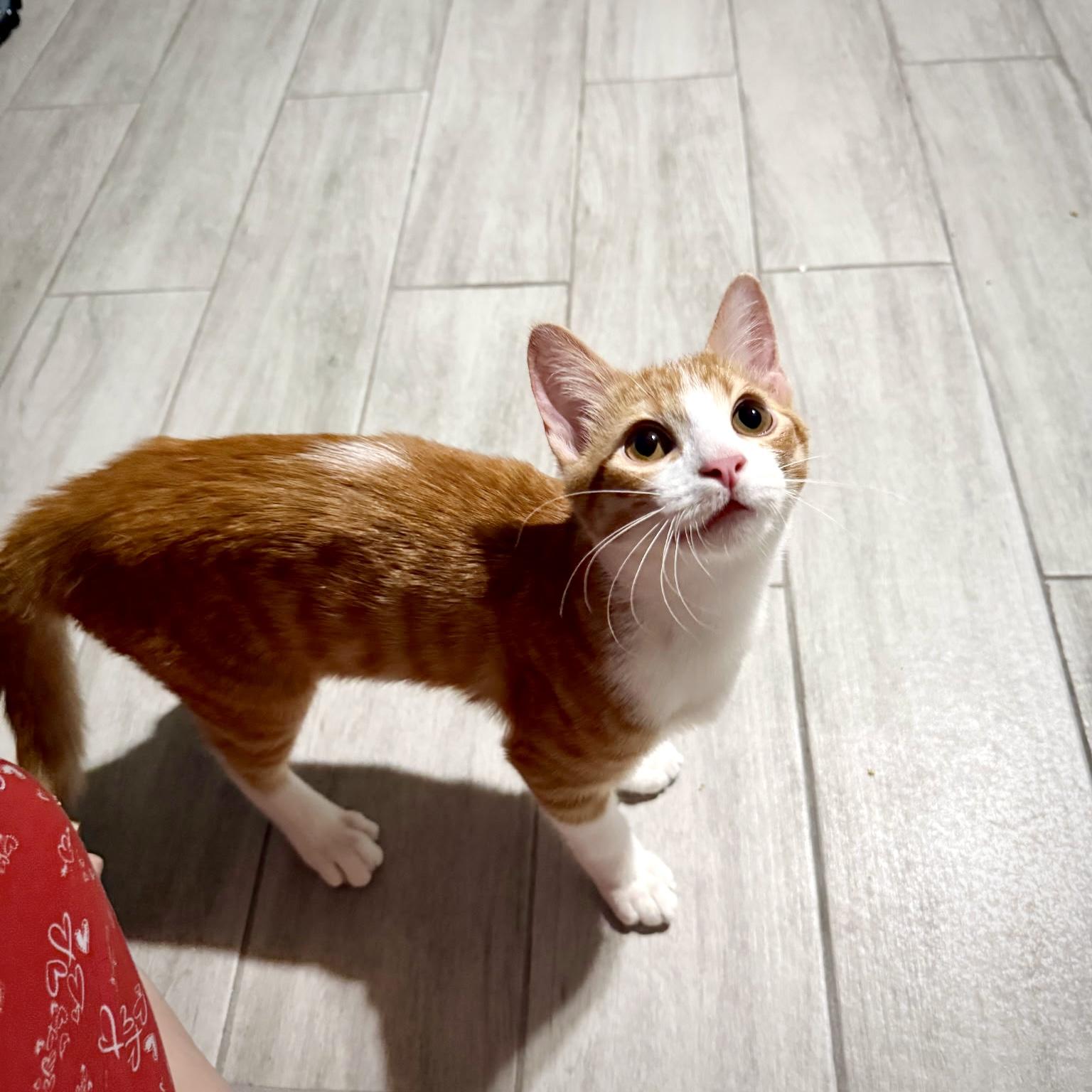 Enlarge Goldie, an adopted Domestic Short Hair in Allen, TX image 3/6