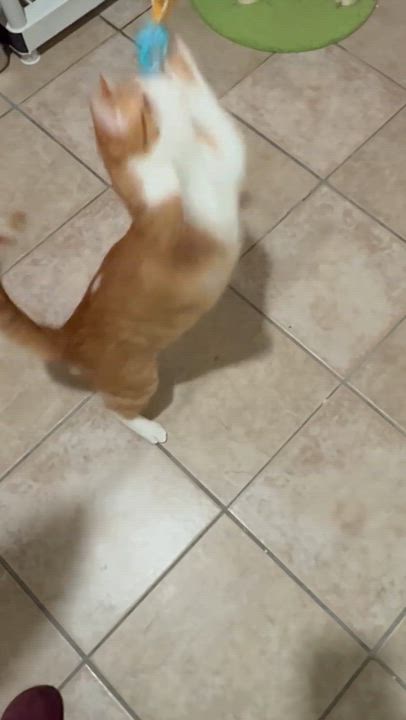 Enlarge Goldie, an adopted Domestic Short Hair in Allen, TX video 5/6