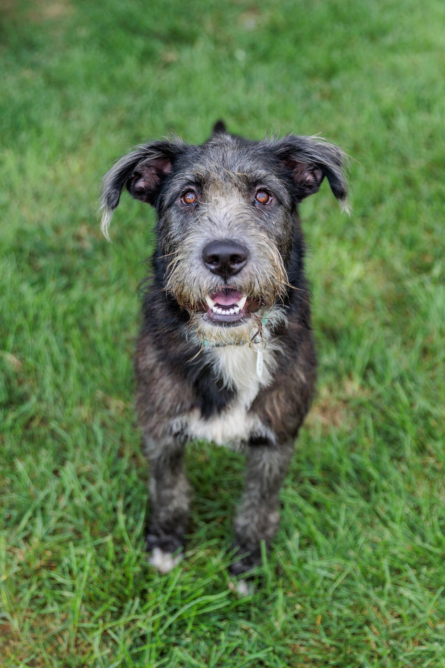 Lafayette, a Adoptable mixed breed in Lovettsville, VA image 3/6
