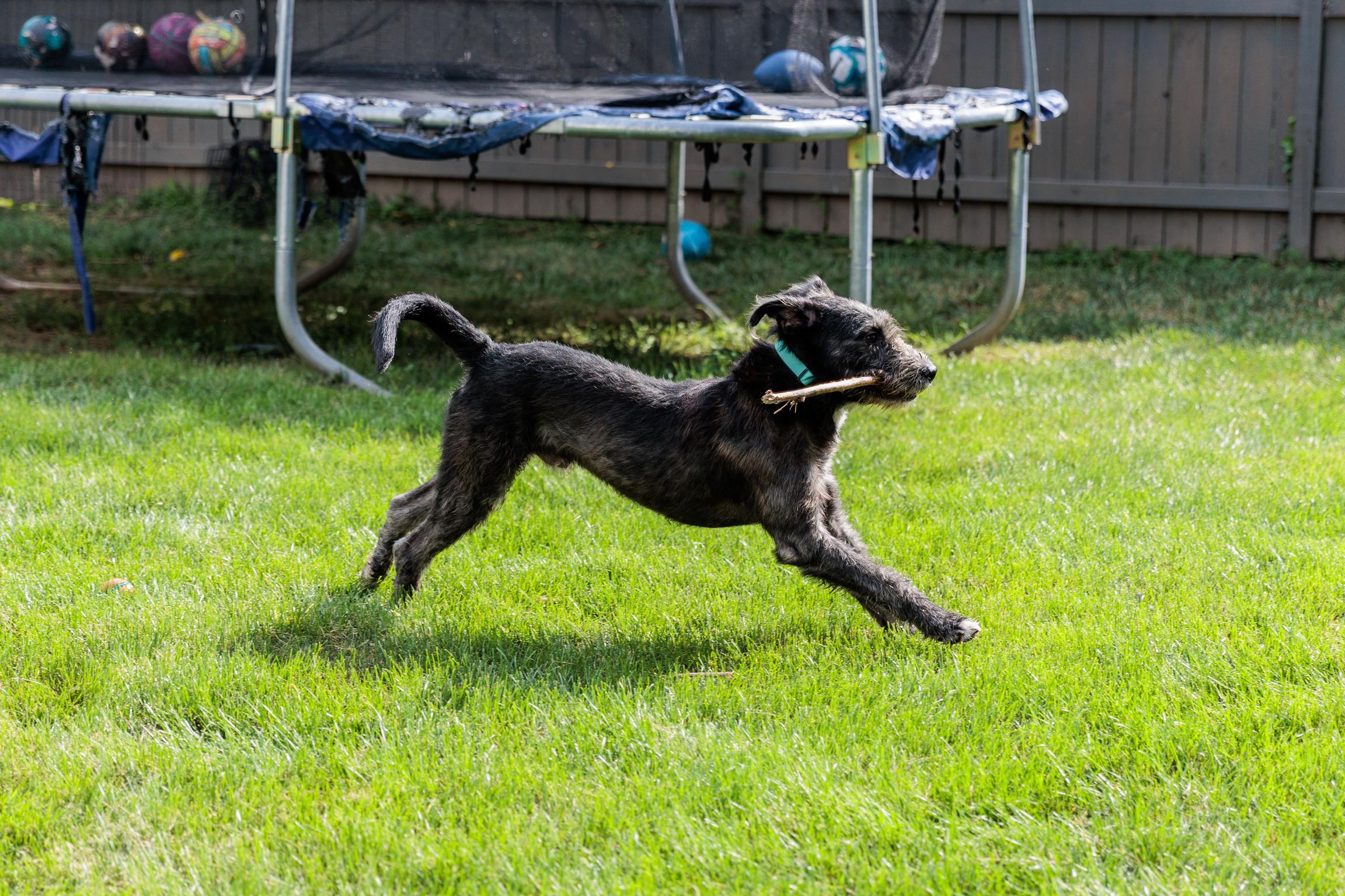 Lafayette, a Adoptable mixed breed in Lovettsville, VA image 6/6