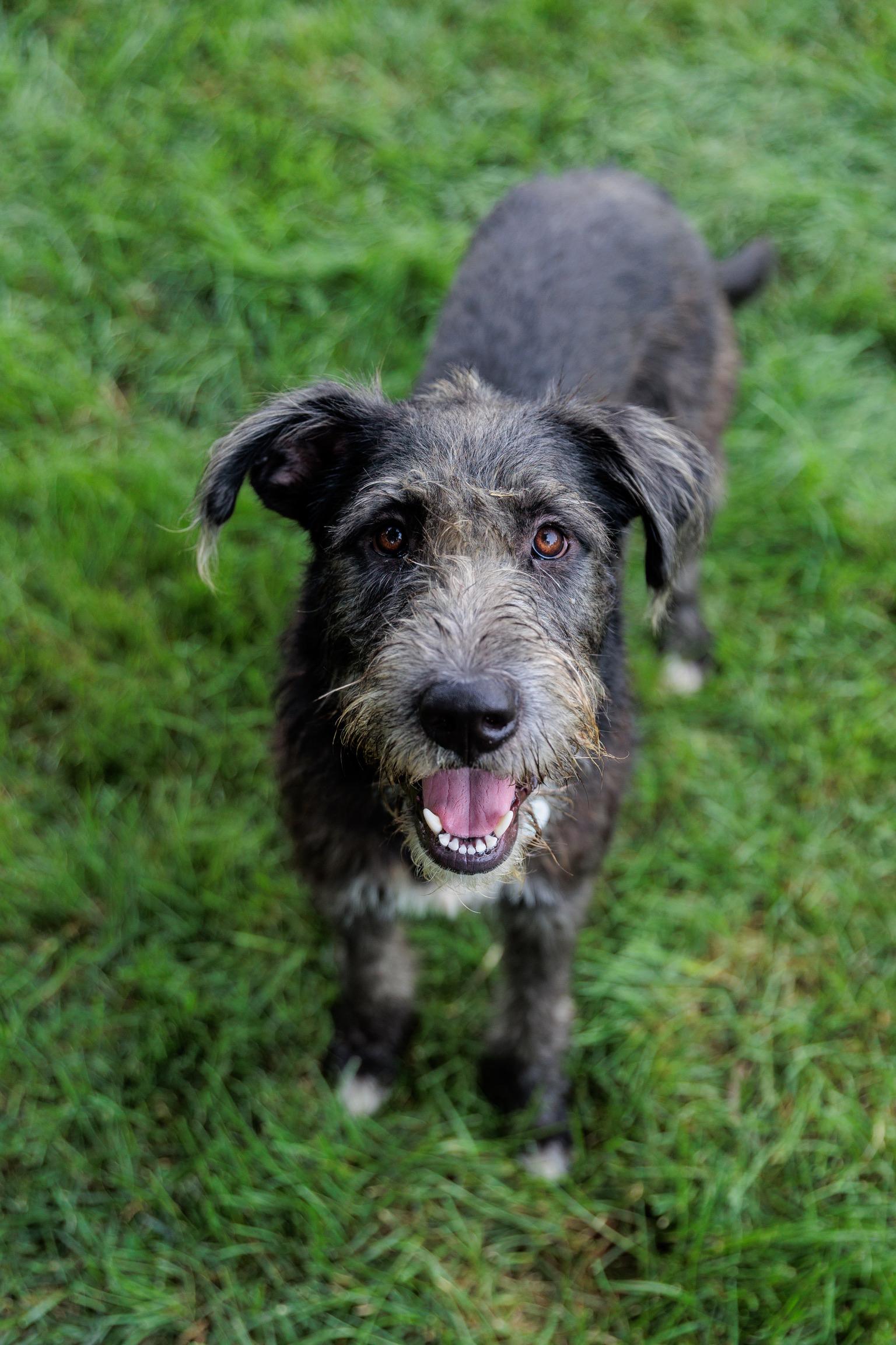 Lafayette, a Adoptable mixed breed in Lovettsville, VA image 4/6