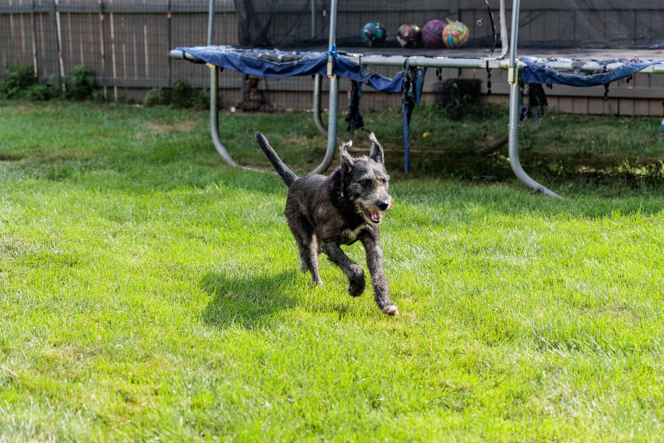 Lafayette, a Adoptable mixed breed in Lovettsville, VA image 2/6