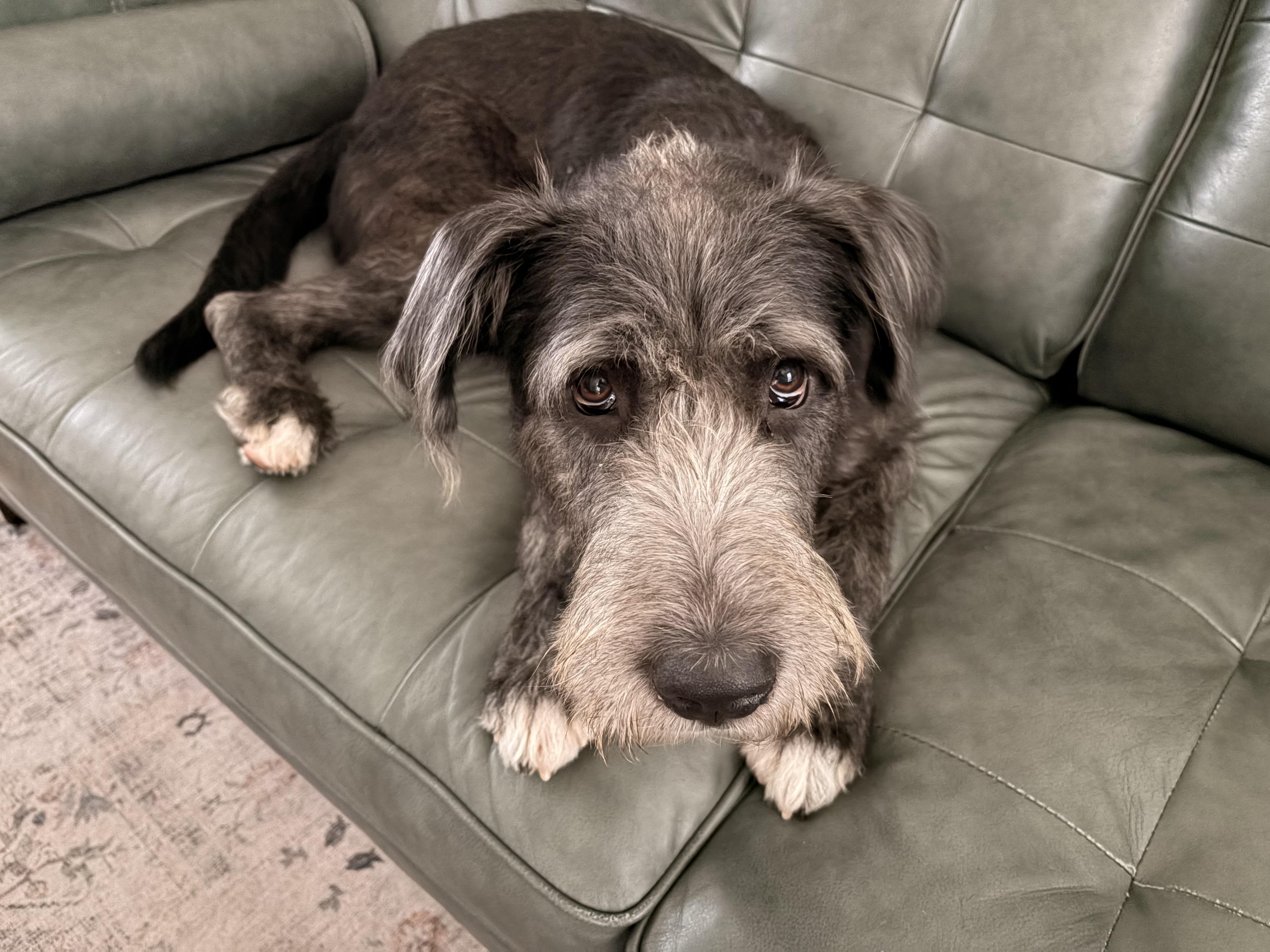 Enlarge Lafayette, a Adoptable mixed breed in Lovettsville, VA image 1/6