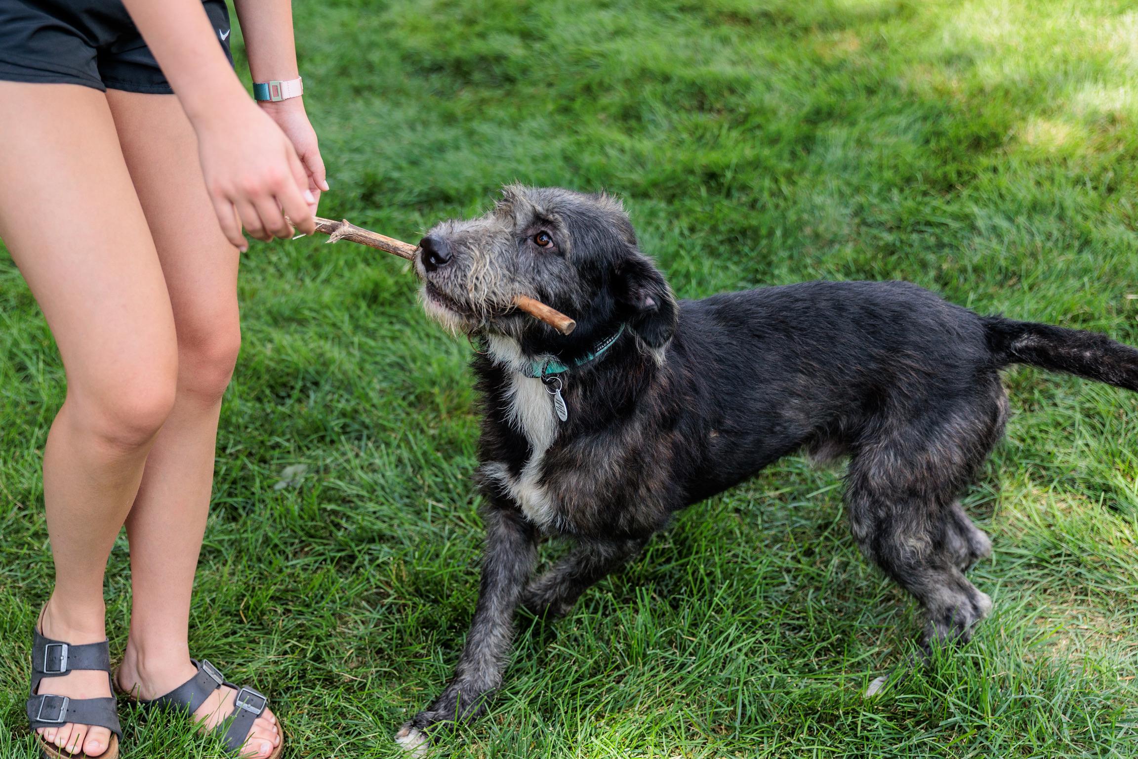 Lafayette, a Adoptable mixed breed in Lovettsville, VA image 5/6