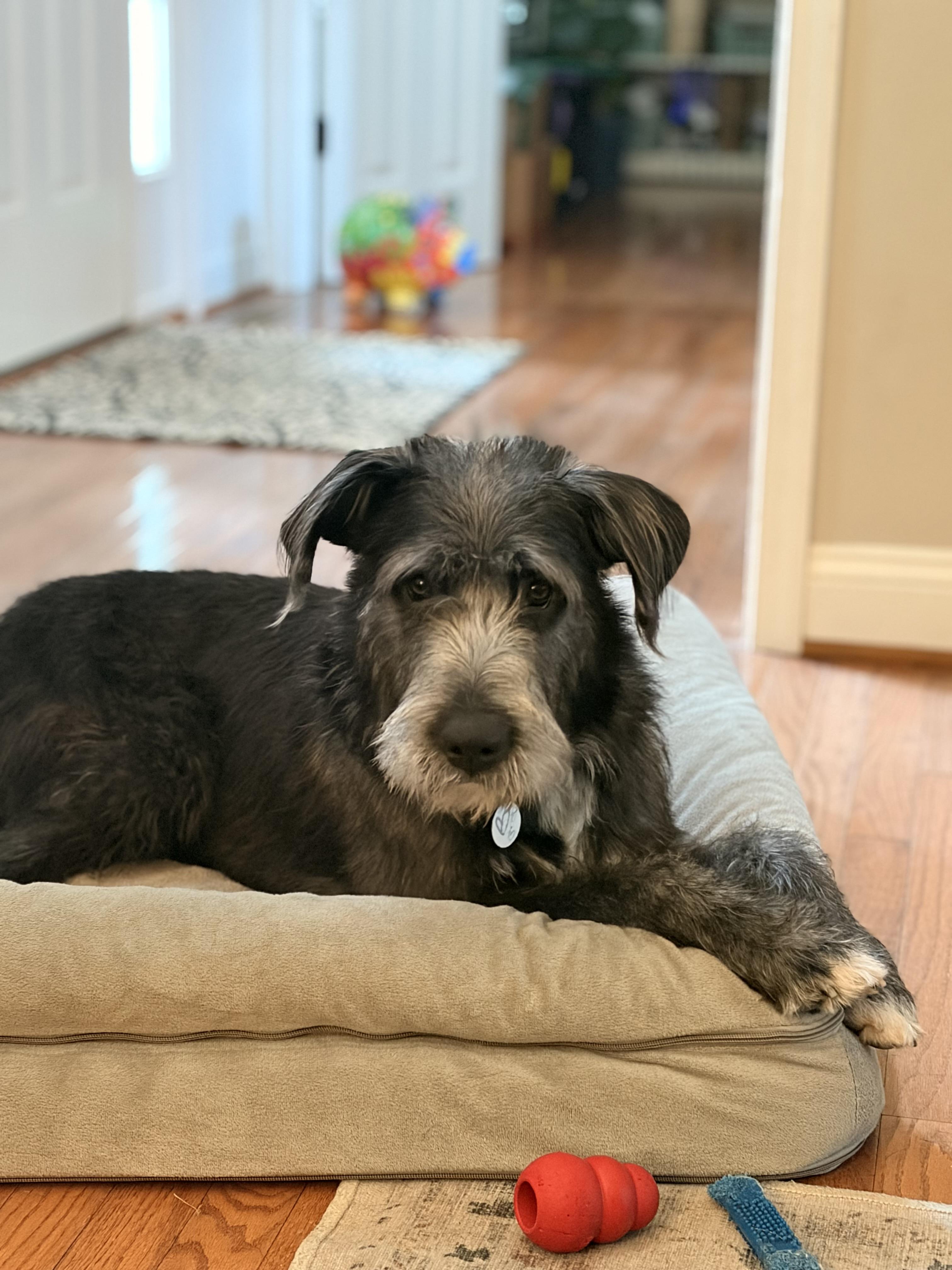 Enlarge Lafayette, a Adoptable mixed breed in Lovettsville, VA image 6/6