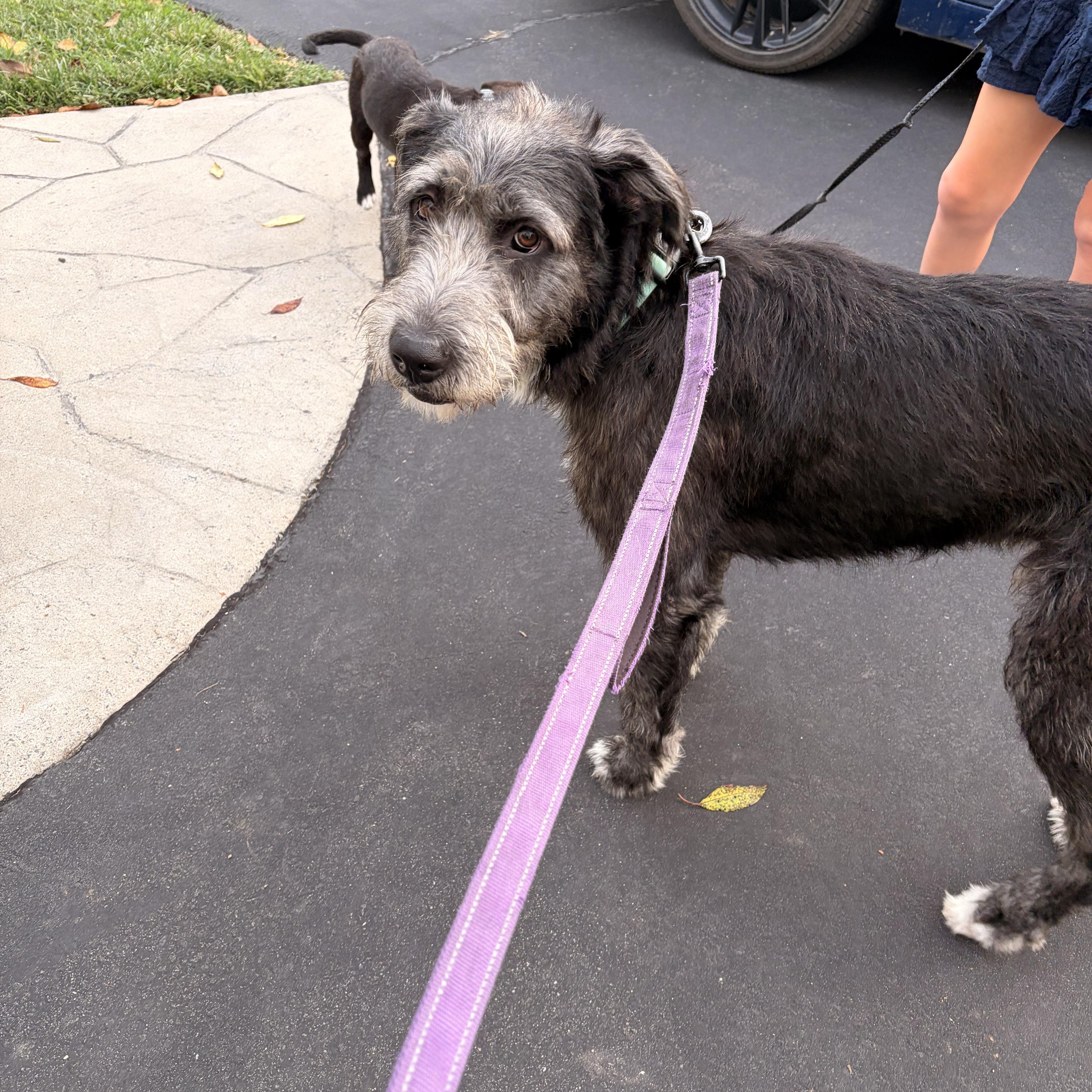 Enlarge Lafayette, a Adoptable mixed breed in Lovettsville, VA image 4/6