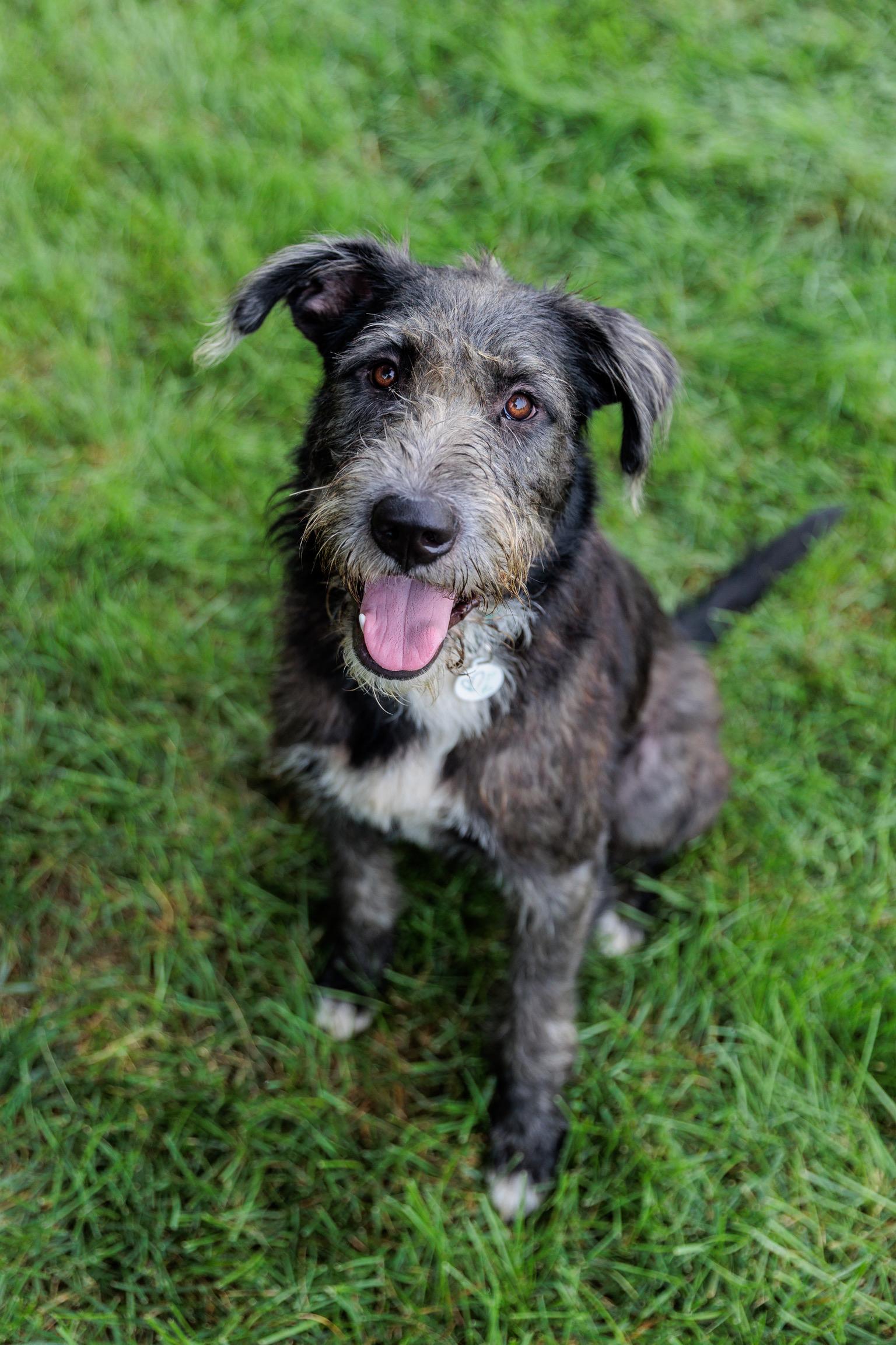 Lafayette, Adoptable, Adult Male Giant Schnauzer.