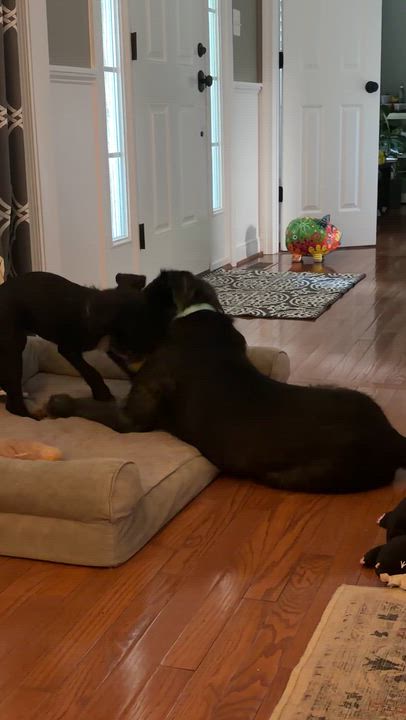 Enlarge Lafayette, a Adoptable mixed breed in Lovettsville, VA video 5/6