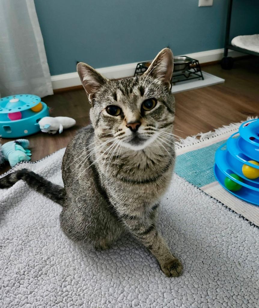 Millie, Adoptable, Young Male Domestic Short Hair.