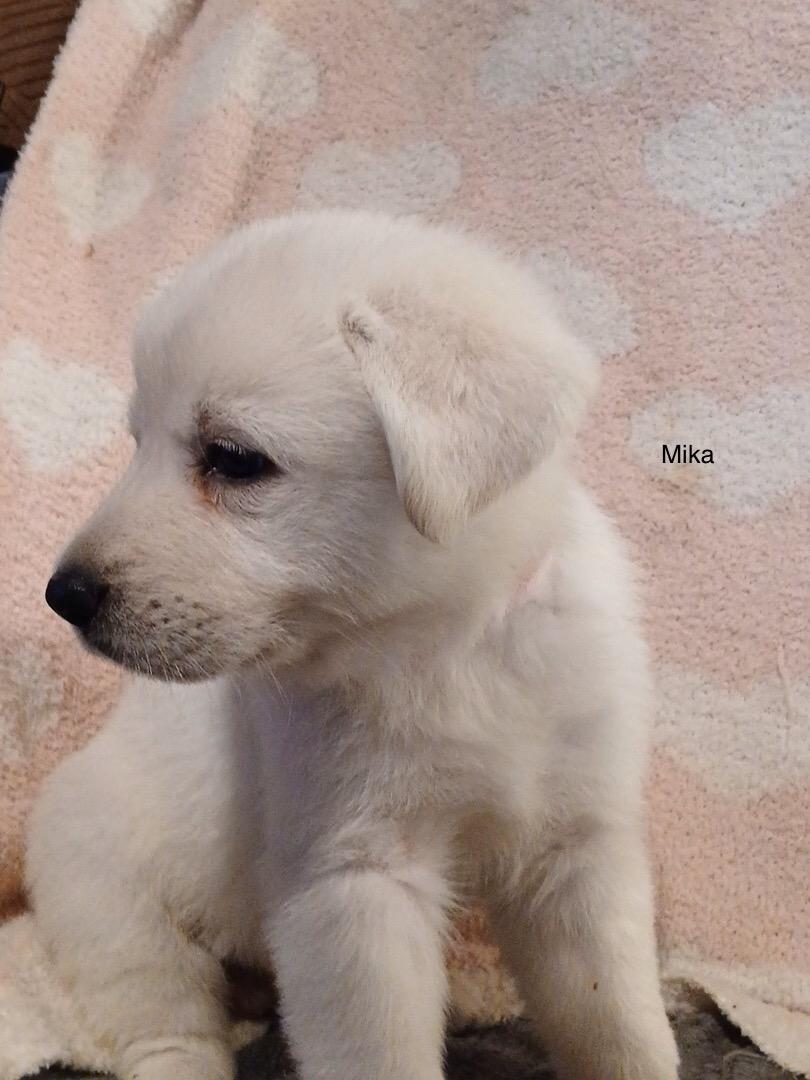 Mika, ADOPTABLE, Puppy Female German Shepherd Dog & Great Pyrenees.