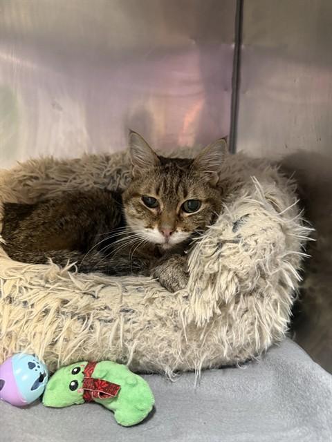 Enlarge TEMPURRA, a Adoptable Domestic Short Hair in Fort Walton Beach, FL image 1/1