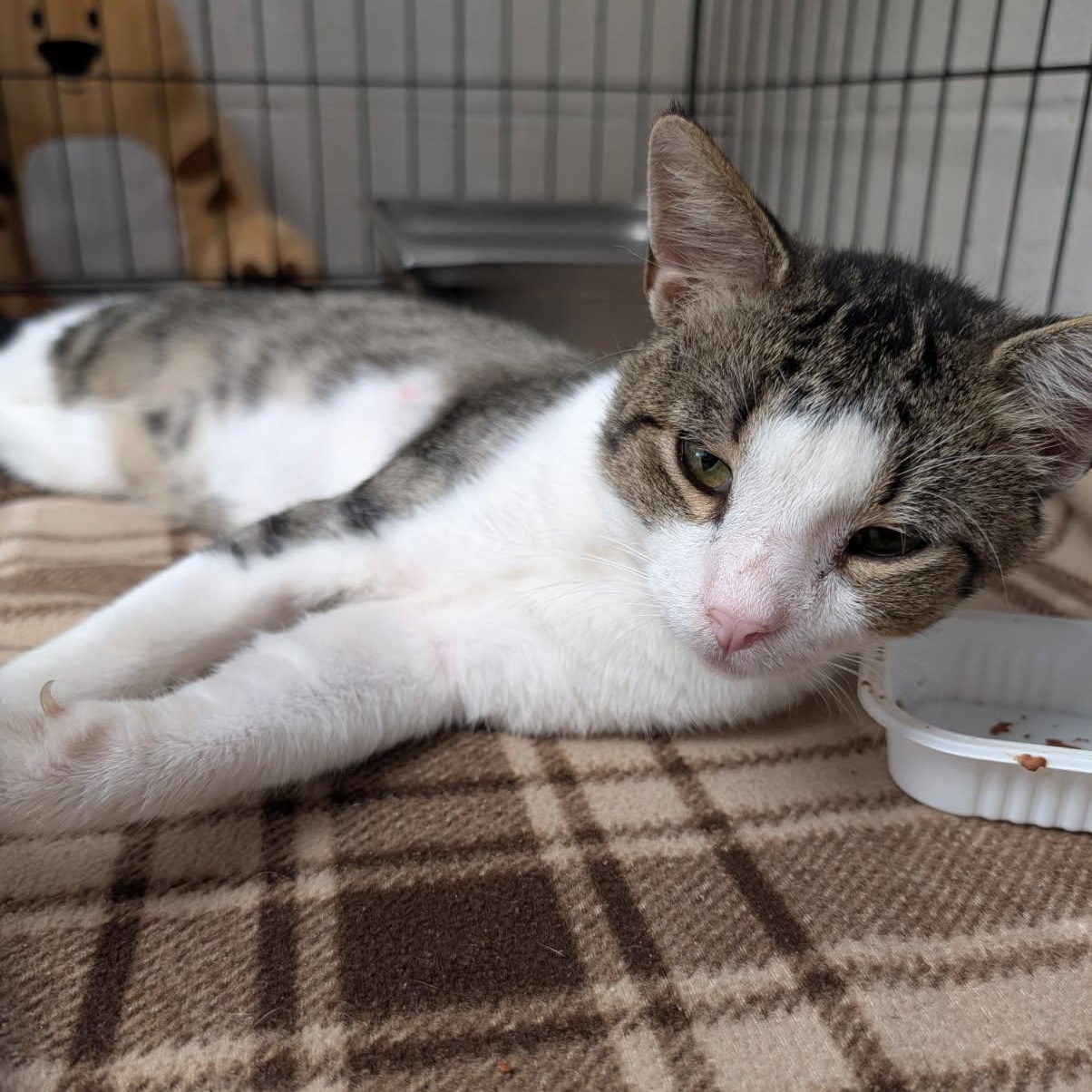 Will Feral (Neutered) (Photos July 2026), an adopted mixed breed in Marietta, OH image 5/6