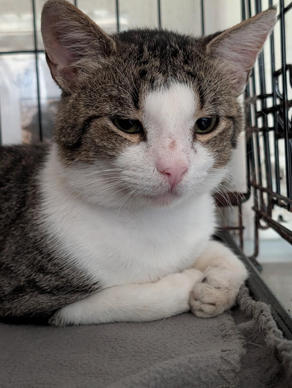 Will Feral (Neutered) (Photos July 2026), an adopted mixed breed in Marietta, OH image 3/6