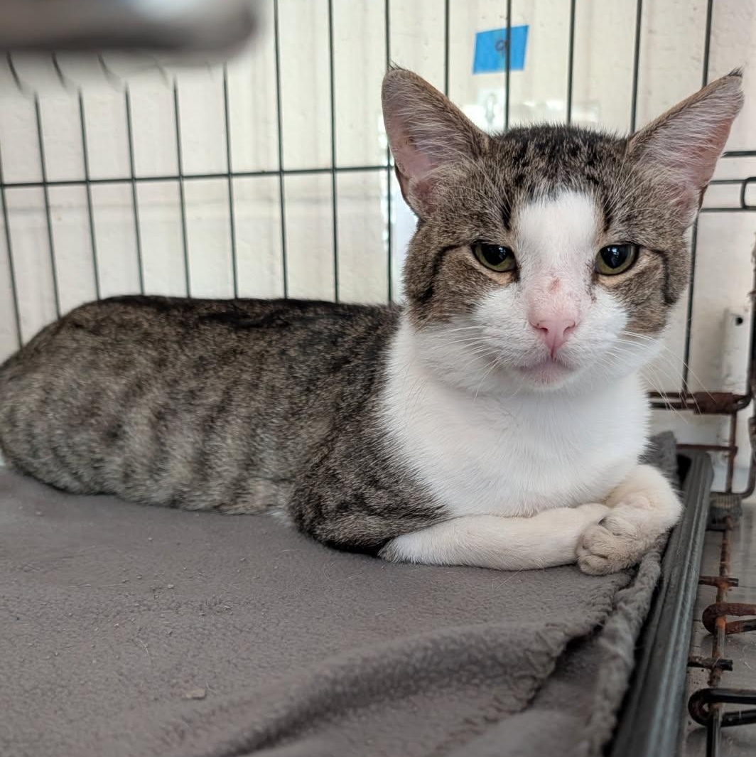 Will Feral (Neutered) (Photos July 2026), adopted, Adult Male Tabby & Domestic Short Hair.