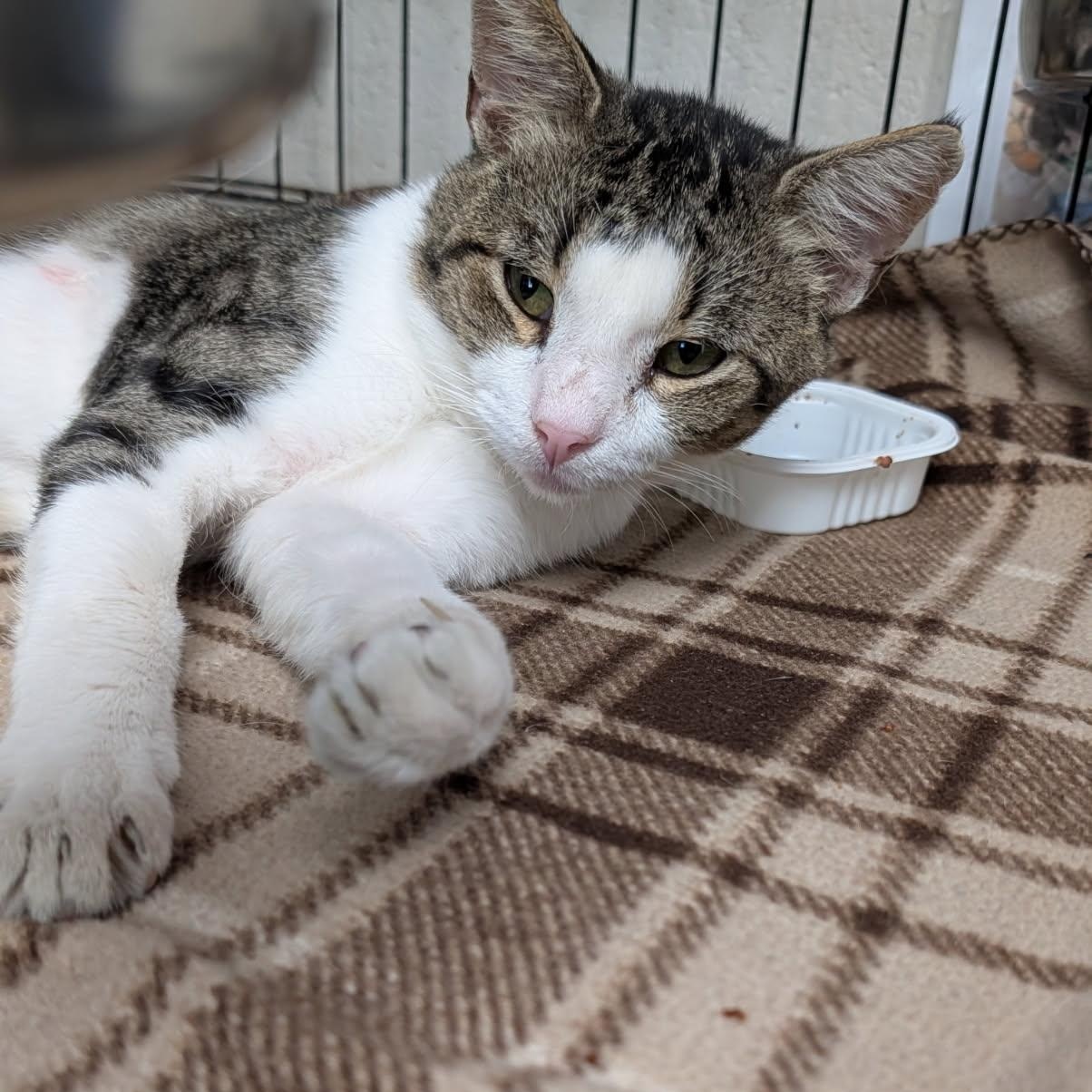 Will Feral (Neutered) (Photos July 2026), an adopted mixed breed in Marietta, OH image 4/6