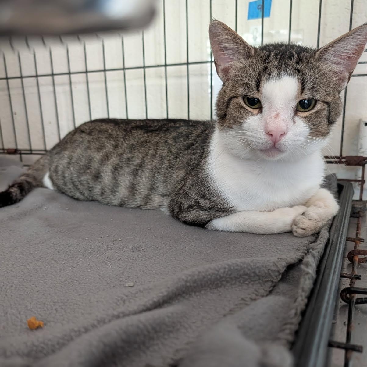 Will Feral (Neutered) (Photos July 2026), an adopted mixed breed in Marietta, OH image 2/6