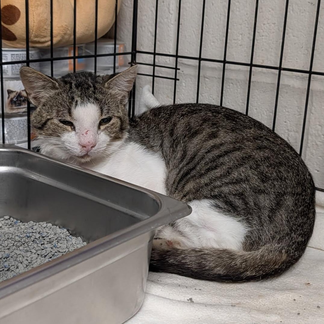 Will Feral (Neutered) (Photos July 2026), an adopted mixed breed in Marietta, OH image 6/6
