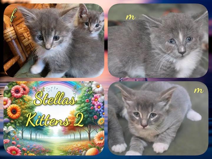 Stella's Kittens, ADOPTABLE, Kitten Female Domestic Medium Hair.