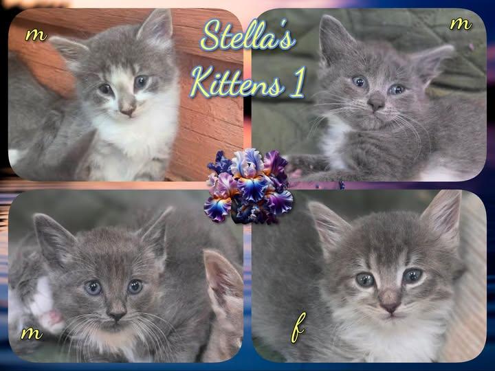 Enlarge Stella's Kittens, a ADOPTABLE Domestic Medium Hair in Corinth, NY image 2/2