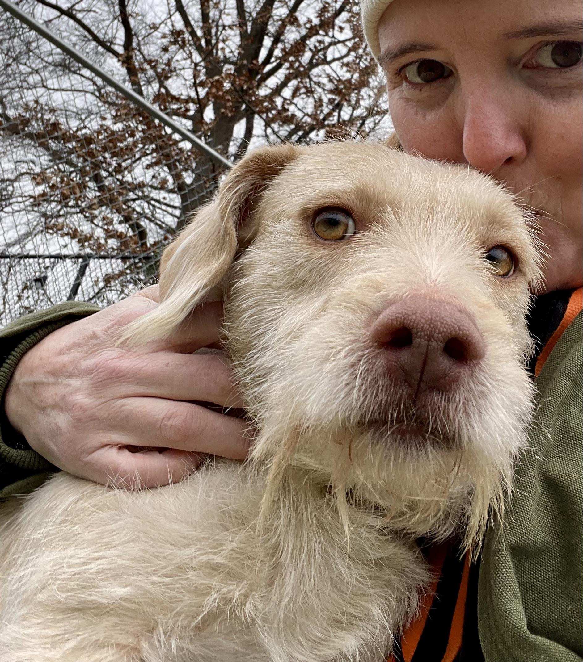 Enlarge Ginny, a ADOPTABLE mixed breed in POTOMAC, MD image 4/4