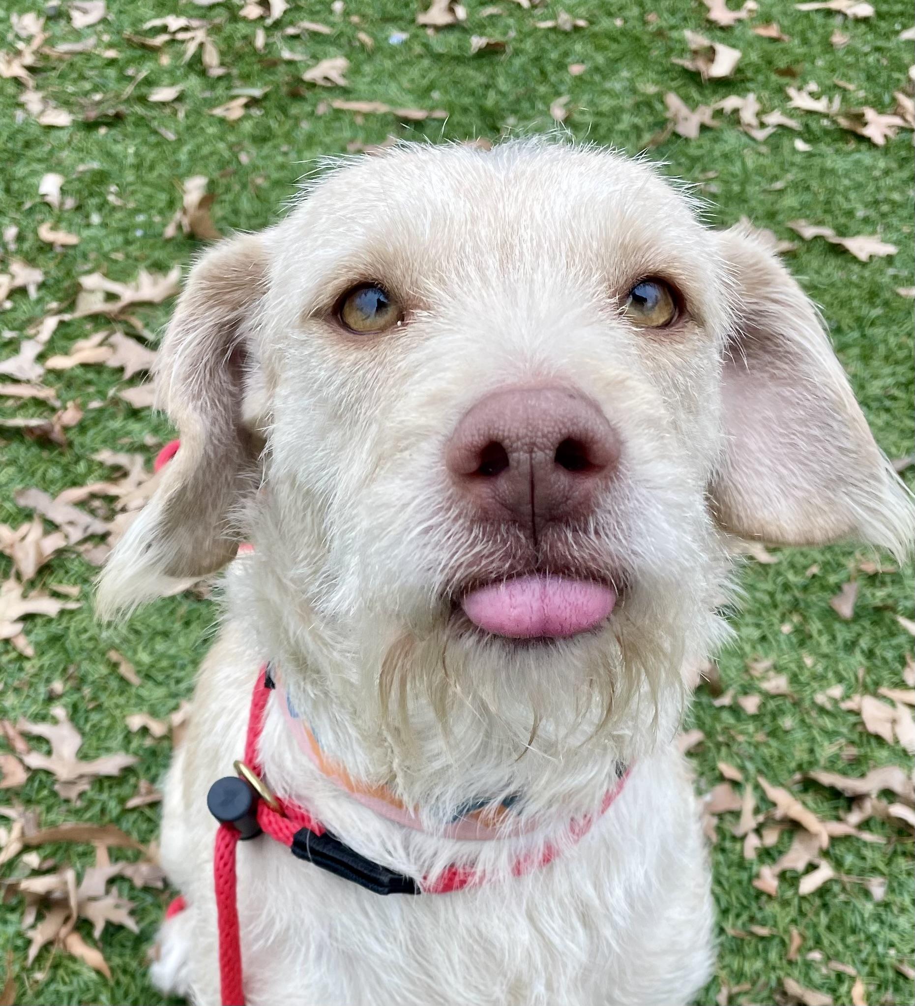 Enlarge Ginny, a ADOPTABLE mixed breed in POTOMAC, MD image 3/4