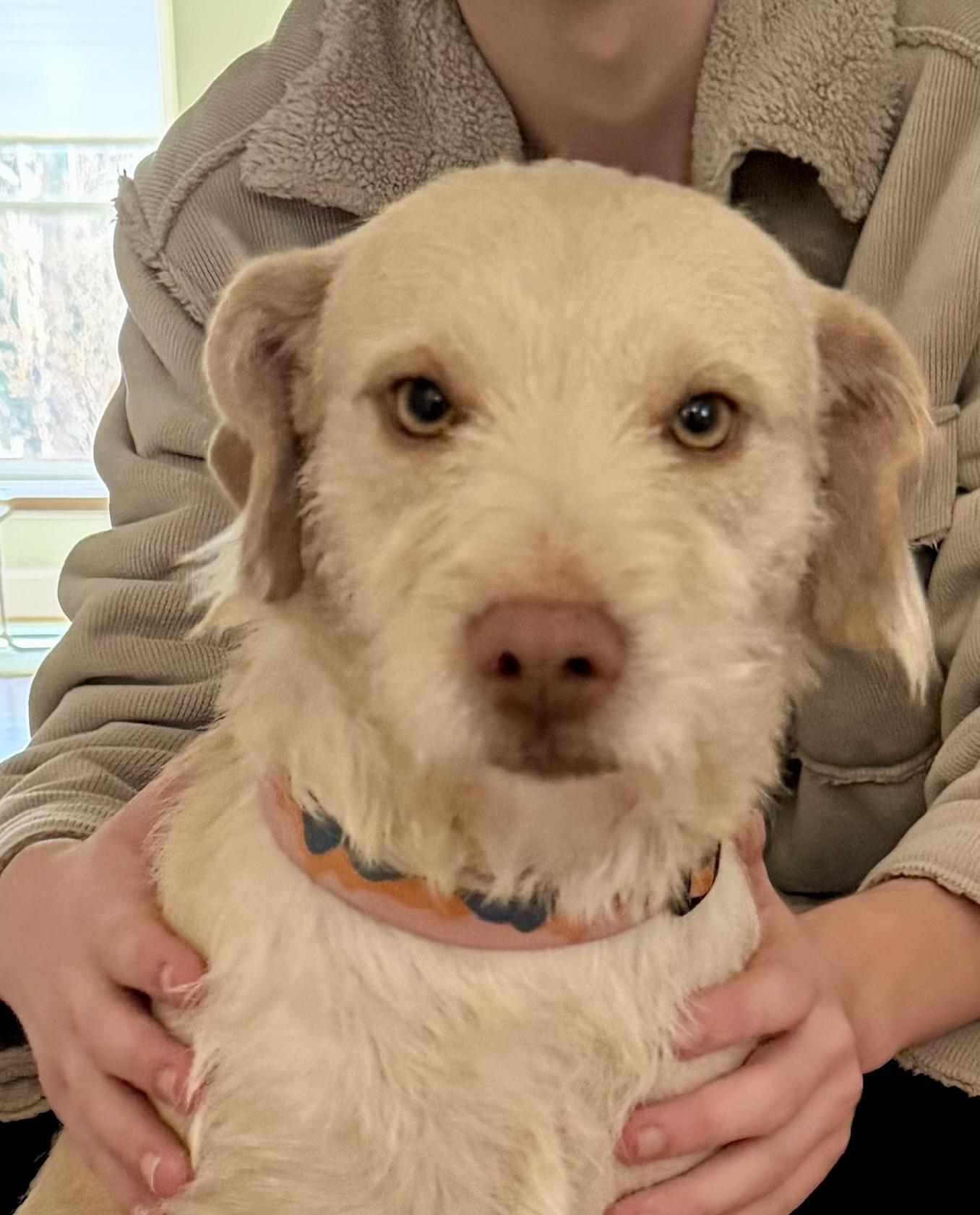 Ginny, ADOPTABLE, Young Female Labradoodle & Border Terrier.