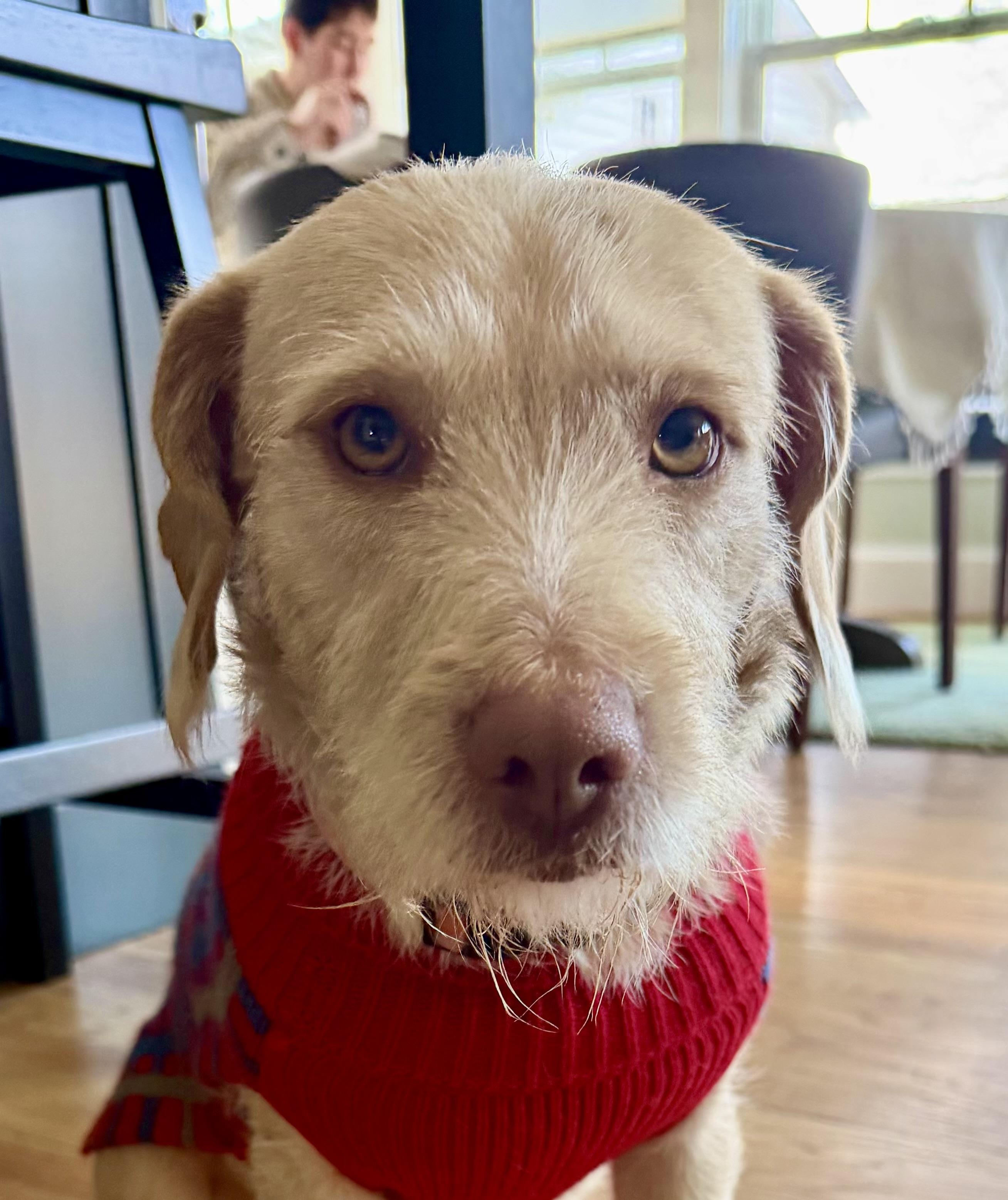 Enlarge Ginny, a ADOPTABLE mixed breed in POTOMAC, MD image 2/4