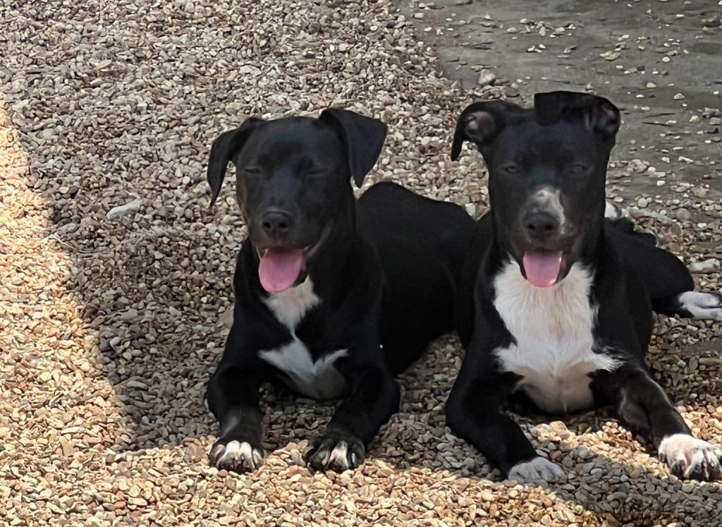 Enlarge Posy, a Adoptable mixed breed in Saint Francisville, LA image 2/6