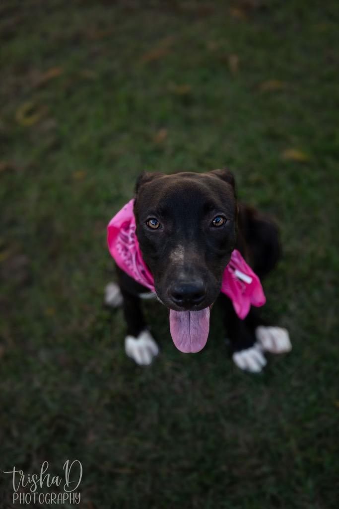 Enlarge Posy, a Adoptable mixed breed in Saint Francisville, LA image 3/6