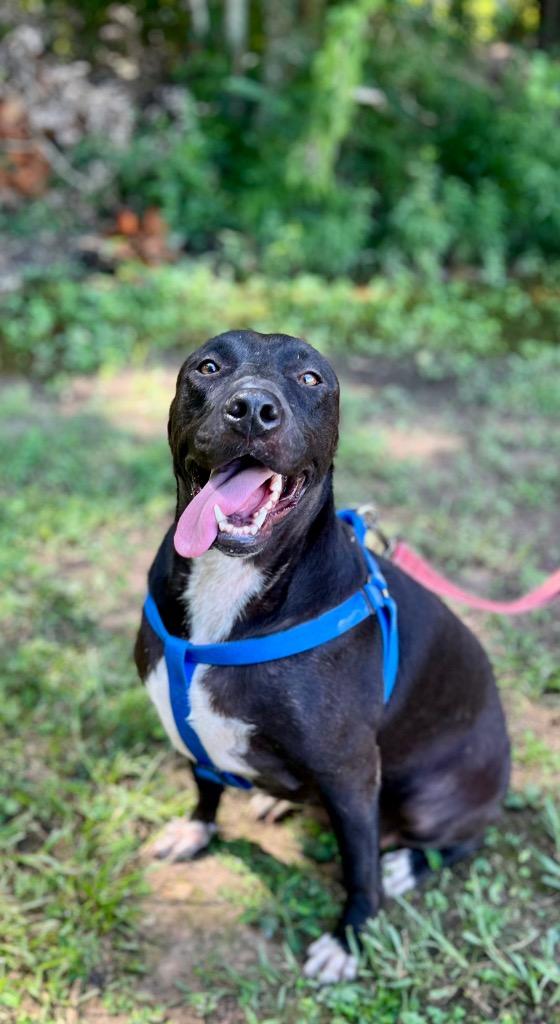 Posy, a Adoptable mixed breed in Saint Francisville, LA image 2/6
