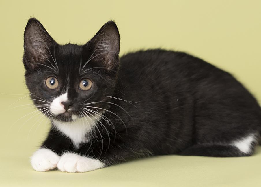 Enlarge Matilda, a Adoptable Tuxedo in Chicago, IL image 5/6