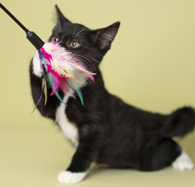 Enlarge Matilda, a Adoptable Tuxedo in Chicago, IL image 4/6