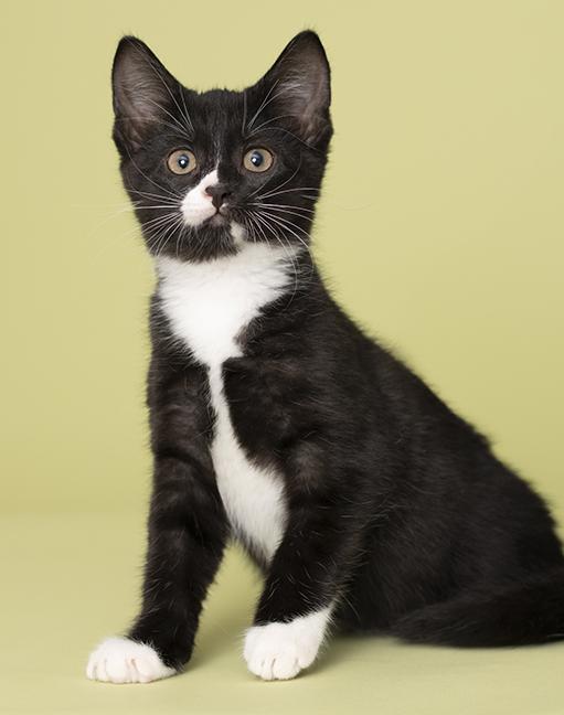Enlarge Matilda, a Adoptable Tuxedo in Chicago, IL image 6/6
