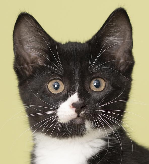 Matilda, Adoptable, Kitten Female Tuxedo.