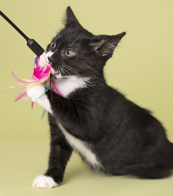Enlarge Matilda, a Adoptable Tuxedo in Chicago, IL image 2/6