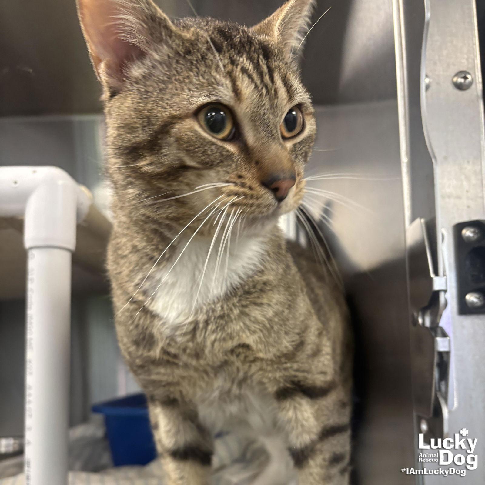 Pops, Adopted, Adult Male Domestic Short Hair & Tabby.