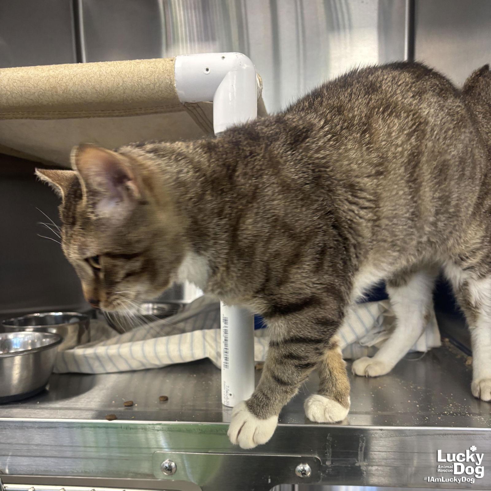 Enlarge Pops, a Adopted mixed breed in Washington, DC image 2/3